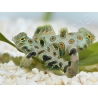 Synchiropus Picturatus XXS 2cm  ELEVAGE FRANCE MERS