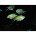 Chromis viridis S ELEVAGE FRANCE MERS