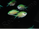 Chromis viridis S ELEVAGE FRANCE MERS