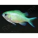 Chromis viridis S ELEVAGE FRANCE MERS