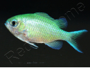 Chromis viridis S ELEVAGE FRANCE MERS