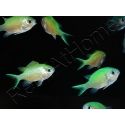 Chromis viridis S ELEVAGE FRANCE MERS