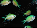 Chromis viridis S ELEVAGE FRANCE MERS