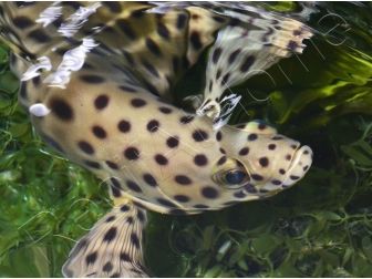 Chromileptes altivelis L