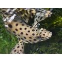 Chromileptes altivelis L
