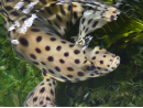 Chromileptes altivelis L