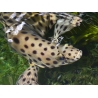 Chromileptes altivelis L