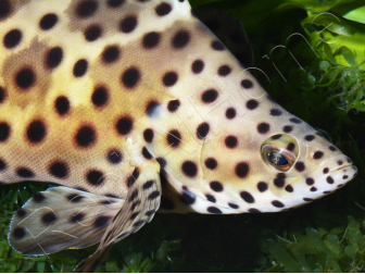 Chromileptes altivelis L