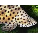 Chromileptes altivelis L