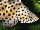 Chromileptes altivelis L
