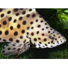 Chromileptes altivelis L