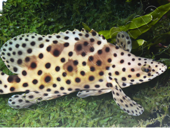 Chromileptes altivelis L