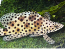 Chromileptes altivelis L