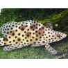 Chromileptes altivelis L