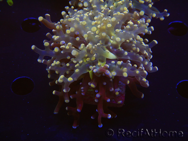 WYSIWYG Euphyllia paradivisa Orange Phantom (Mariculture acclimaté sous LED) 10C5