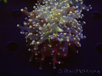 WYSIWYG Euphyllia paradivisa Orange Phantom (Mariculture acclimaté sous LED) 10C5