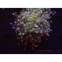 WYSIWYG Euphyllia paradivisa Orange Phantom (Mariculture acclimaté sous LED) 10C5