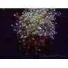 WYSIWYG Euphyllia paradivisa Orange Phantom (Mariculture acclimaté sous LED) 10C5