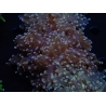 WYSIWYG Euphyllia paradivisa Dark Orange (Mariculture acclimaté sous LED) 10C3