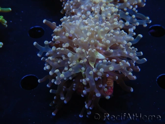 WYSIWYG Euphyllia paradivisa Orange Phantom (Mariculture acclimaté sous LED) 10C5
