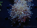 WYSIWYG Euphyllia paradivisa Orange Phantom (Mariculture acclimaté sous LED) 10C5