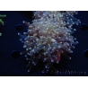 WYSIWYG Euphyllia paradivisa Orange Phantom (Mariculture acclimaté sous LED) 10C5