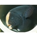 Apteronotus albifrons (Amérique du Sud) 10-12cm