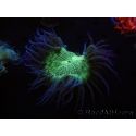 WYSIWYG Catalaphyllia jardinei Frag 12 (3.5 cm)
