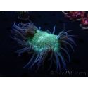 WYSIWYG Catalaphyllia jardinei Frag 12 (3.5 cm)