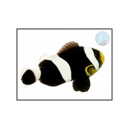 Amphiprion darwini