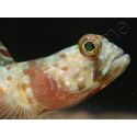 Leopard Goby Amblyeleotris diagonalis