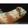 Leopard Goby Amblyeleotris diagonalis