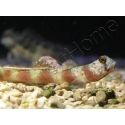 Leopard Goby Amblyeleotris diagonalis