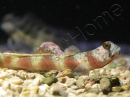 Leopard Goby Amblyeleotris diagonalis
