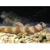Leopard Goby Amblyeleotris diagonalis