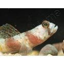 Leopard Goby Amblyeleotris diagonalis
