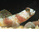 Leopard Goby Amblyeleotris diagonalis