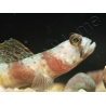 Leopard Goby Amblyeleotris diagonalis