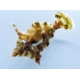 Acreichthys tomentosus Elevage PROAQUATIX 3-5 cm