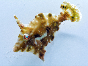 Acreichthys tomentosus Elevage 2.5-4 cm RAH