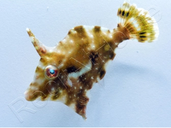 Acreichthys tomentosus Elevage 2.5-4 cm RAH