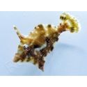 Acreichthys tomentosus Elevage 2.5-4 cm RAH