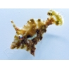 Acreichthys tomentosus Elevage 2.5-4 cm RAH