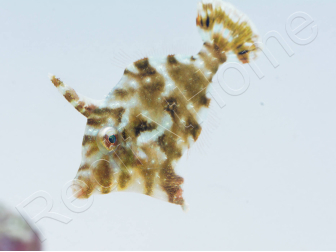Acreichthys tomentosus Elevage 2.5-4 cm RAH