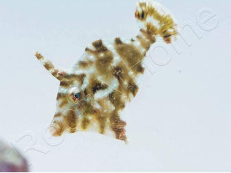 Acreichthys tomentosus Elevage 2.5-4 cm RAH
