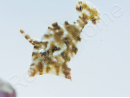 Acreichthys tomentosus Elevage 2.5-4 cm RAH