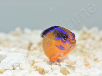 Pseudochromis aldabraensis Elevage PROAQUATIX 3-5 cm