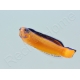 Pseudochromis aldabraensis Elevage PROAQUATIX 3-5 cm