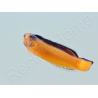 Pseudochromis aldabraensis Elevage PROAQUATIX 3-5 cm