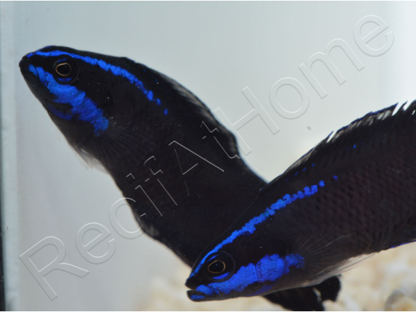Pseudochromis springeri Elevage PROAQUATIX 3-5 cm